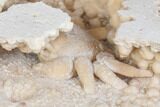Fossil Crab (Potamon) Preserved in Travertine - Turkey #145049-4